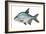 Carp Bream (Abramis Brama)-null-Framed Giclee Print