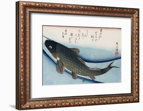 Carp', from the Series 'Collection of Fish'-Ando Hiroshige-Framed Giclee Print