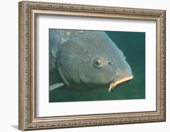 Carp Head (Cyprinus Carpio), Germany.-Reinhard Dirscherl-Framed Photographic Print