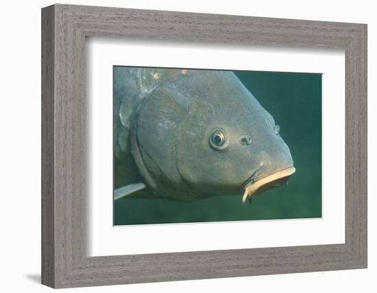 Carp Head (Cyprinus Carpio), Germany.-Reinhard Dirscherl-Framed Photographic Print