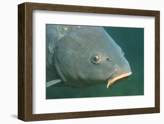 Carp Head (Cyprinus Carpio), Germany.-Reinhard Dirscherl-Framed Photographic Print