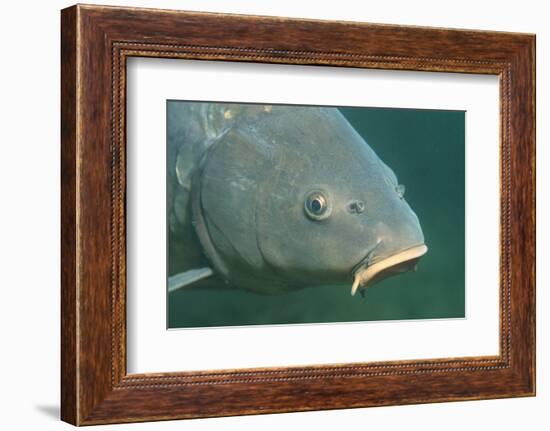 Carp Head (Cyprinus Carpio), Germany.-Reinhard Dirscherl-Framed Photographic Print