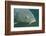 Carp Head (Cyprinus Carpio), Germany.-Reinhard Dirscherl-Framed Photographic Print