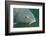 Carp Head (Cyprinus Carpio), Germany.-Reinhard Dirscherl-Framed Photographic Print