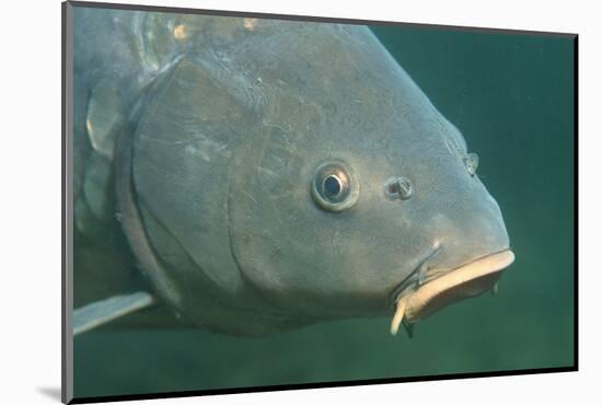 Carp Head (Cyprinus Carpio), Germany.-Reinhard Dirscherl-Mounted Photographic Print