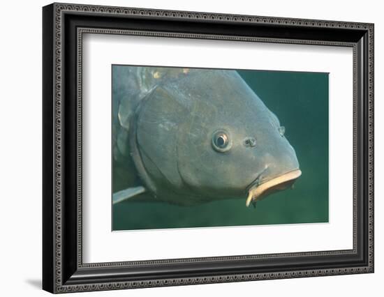 Carp Head (Cyprinus Carpio), Germany.-Reinhard Dirscherl-Framed Photographic Print