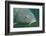 Carp Head (Cyprinus Carpio), Germany.-Reinhard Dirscherl-Framed Photographic Print