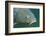 Carp Head (Cyprinus Carpio), Germany.-Reinhard Dirscherl-Framed Photographic Print