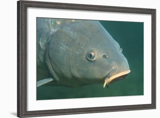 Carp Head (Cyprinus Carpio), Germany.-Reinhard Dirscherl-Framed Photographic Print