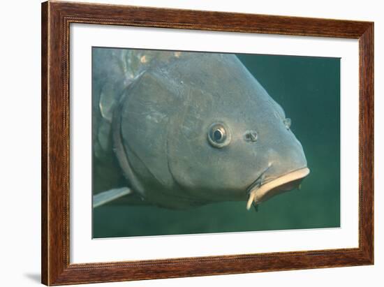 Carp Head (Cyprinus Carpio), Germany.-Reinhard Dirscherl-Framed Photographic Print