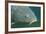 Carp Head (Cyprinus Carpio), Germany.-Reinhard Dirscherl-Framed Photographic Print