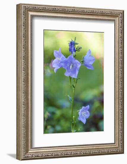 Carpathian bellflower, Campanula carpatica, blossom, close-up-David & Micha Sheldon-Framed Photographic Print