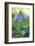 Carpathian bellflower, Campanula carpatica, blossom, close-up-David & Micha Sheldon-Framed Photographic Print