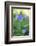 Carpathian bellflower, Campanula carpatica, blossom, close-up-David & Micha Sheldon-Framed Photographic Print