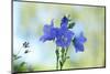 Carpathian bellflower, Campanula carpatica, blossom, close-up-David & Micha Sheldon-Mounted Photographic Print