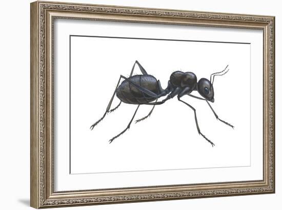 Carpenter Ant (Camponotus Pennsylvanicus), Insects-Encyclopaedia Britannica-Framed Art Print