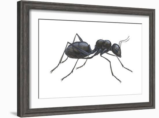 Carpenter Ant (Camponotus Pennsylvanicus), Insects-Encyclopaedia Britannica-Framed Art Print