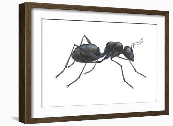 Carpenter Ant (Camponotus Pennsylvanicus), Insects-Encyclopaedia Britannica-Framed Art Print