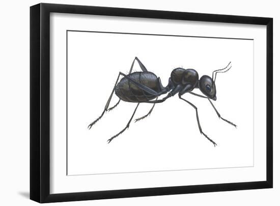 Carpenter Ant (Camponotus Pennsylvanicus), Insects-Encyclopaedia Britannica-Framed Art Print