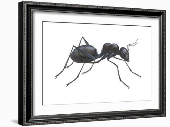 Carpenter Ant (Camponotus Pennsylvanicus), Insects-Encyclopaedia Britannica-Framed Art Print