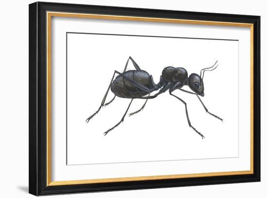 Carpenter Ant (Camponotus Pennsylvanicus), Insects-Encyclopaedia Britannica-Framed Art Print