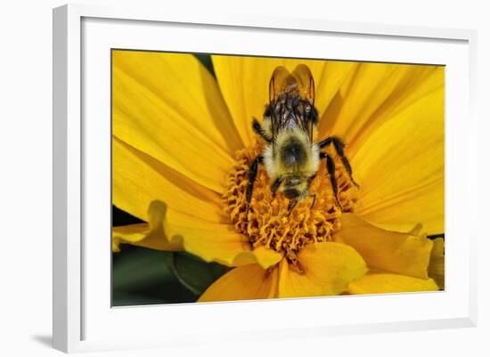 Carpenter Bee Collecting Nectar, Kentucky-Adam Jones-Framed Photographic Print