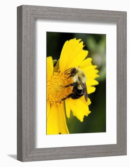 Carpenter Bee collecting nectar, Kentucky-Adam Jones-Framed Photographic Print