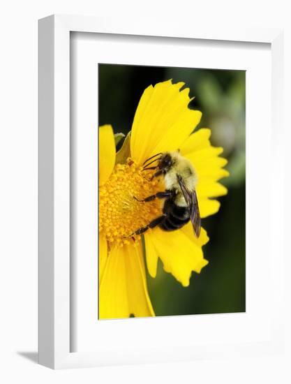 Carpenter Bee collecting nectar, Kentucky-Adam Jones-Framed Photographic Print