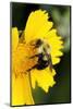 Carpenter Bee collecting nectar, Kentucky-Adam Jones-Mounted Photographic Print