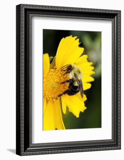 Carpenter Bee collecting nectar, Kentucky-Adam Jones-Framed Photographic Print