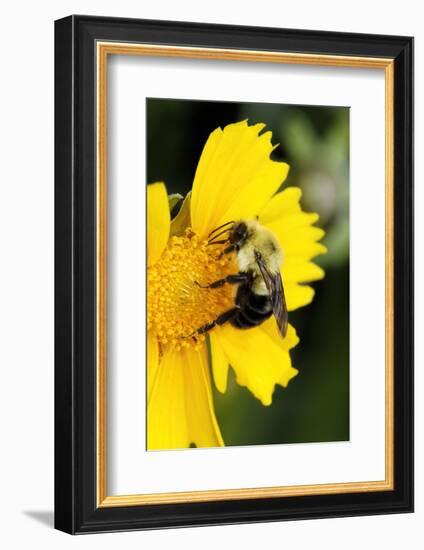 Carpenter Bee collecting nectar, Kentucky-Adam Jones-Framed Photographic Print