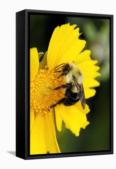 Carpenter Bee collecting nectar, Kentucky-Adam Jones-Framed Premier Image Canvas