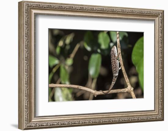 Carpet Chameleon (White-Lined Chameleon) (Furcifer Lateralis), Endemic to Madagascar, Africa-Matthew Williams-Ellis-Framed Photographic Print