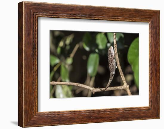 Carpet Chameleon (White-Lined Chameleon) (Furcifer Lateralis), Endemic to Madagascar, Africa-Matthew Williams-Ellis-Framed Photographic Print