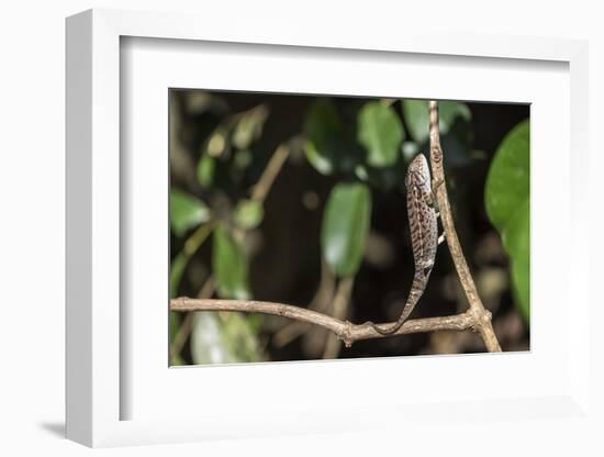 Carpet Chameleon (White-Lined Chameleon) (Furcifer Lateralis), Endemic to Madagascar, Africa-Matthew Williams-Ellis-Framed Photographic Print