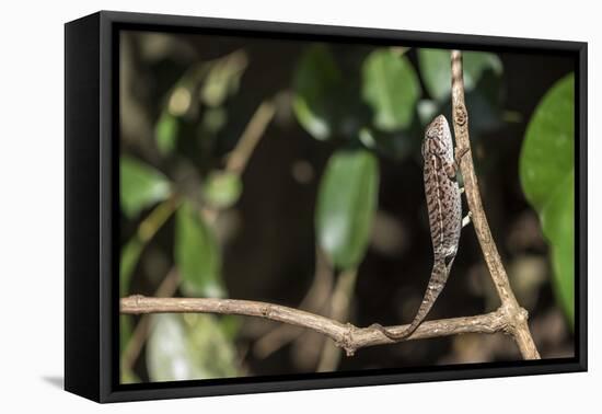 Carpet Chameleon (White-Lined Chameleon) (Furcifer Lateralis), Endemic to Madagascar, Africa-Matthew Williams-Ellis-Framed Premier Image Canvas