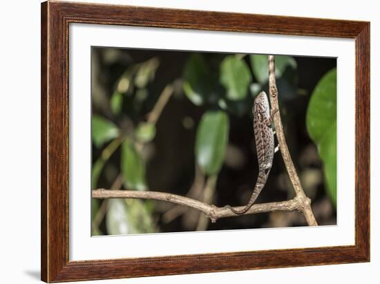 Carpet Chameleon (White-Lined Chameleon) (Furcifer Lateralis), Endemic to Madagascar, Africa-Matthew Williams-Ellis-Framed Photographic Print