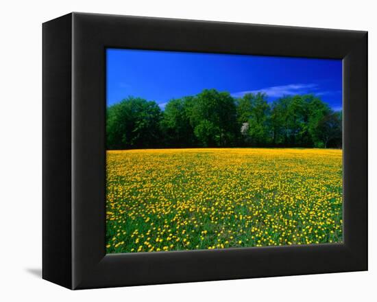 Carpet of Dandelions in Kullaberg, Skane, Sweden-Anders Blomqvist-Framed Premier Image Canvas