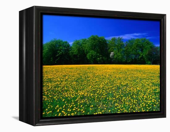 Carpet of Dandelions in Kullaberg, Skane, Sweden-Anders Blomqvist-Framed Premier Image Canvas