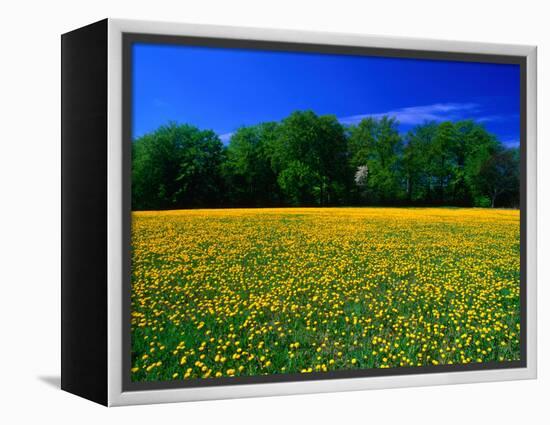 Carpet of Dandelions in Kullaberg, Skane, Sweden-Anders Blomqvist-Framed Premier Image Canvas