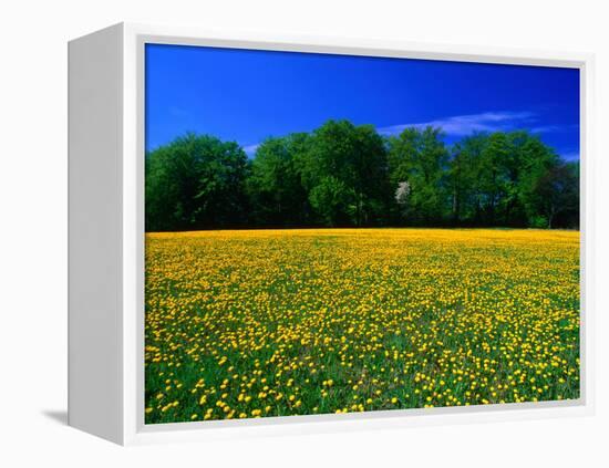 Carpet of Dandelions in Kullaberg, Skane, Sweden-Anders Blomqvist-Framed Premier Image Canvas