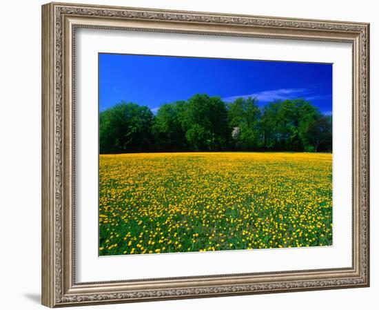 Carpet of Dandelions in Kullaberg, Skane, Sweden-Anders Blomqvist-Framed Photographic Print