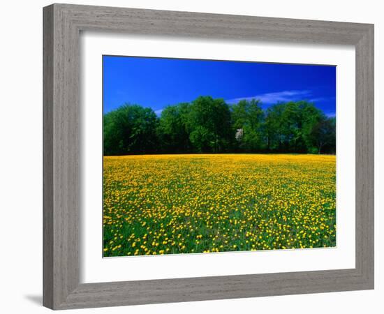 Carpet of Dandelions in Kullaberg, Skane, Sweden-Anders Blomqvist-Framed Photographic Print