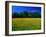 Carpet of Dandelions in Kullaberg, Skane, Sweden-Anders Blomqvist-Framed Photographic Print