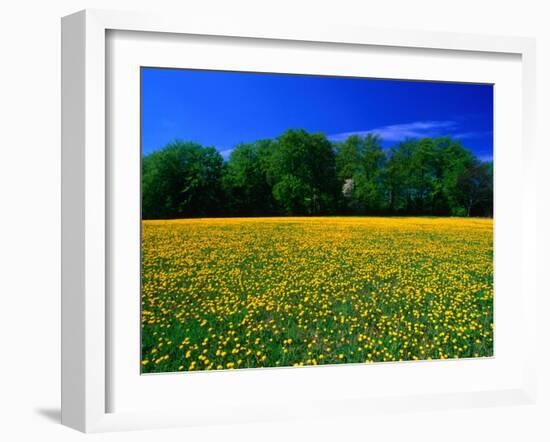 Carpet of Dandelions in Kullaberg, Skane, Sweden-Anders Blomqvist-Framed Photographic Print