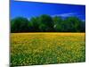 Carpet of Dandelions in Kullaberg, Skane, Sweden-Anders Blomqvist-Mounted Photographic Print