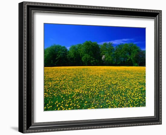 Carpet of Dandelions in Kullaberg, Skane, Sweden-Anders Blomqvist-Framed Photographic Print