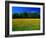 Carpet of Dandelions in Kullaberg, Skane, Sweden-Anders Blomqvist-Framed Photographic Print