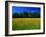 Carpet of Dandelions in Kullaberg, Skane, Sweden-Anders Blomqvist-Framed Photographic Print