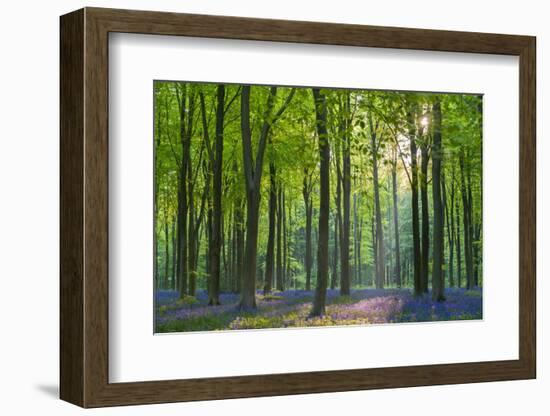 Carpet of flowering bluebells in a deciduous wood, West Woods, Marlborough, Wiltshire, England. Spr-Adam Burton-Framed Photographic Print